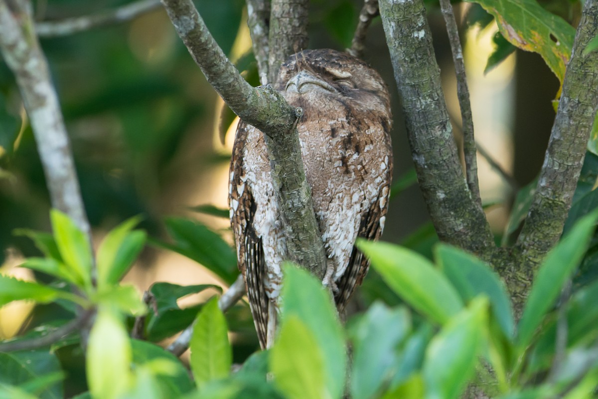 Papuan Frogmouth - ML116659321