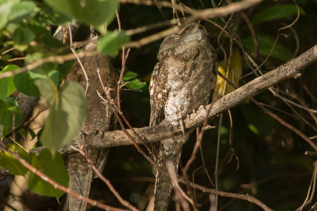 Papuan Frogmouth - ML116659331