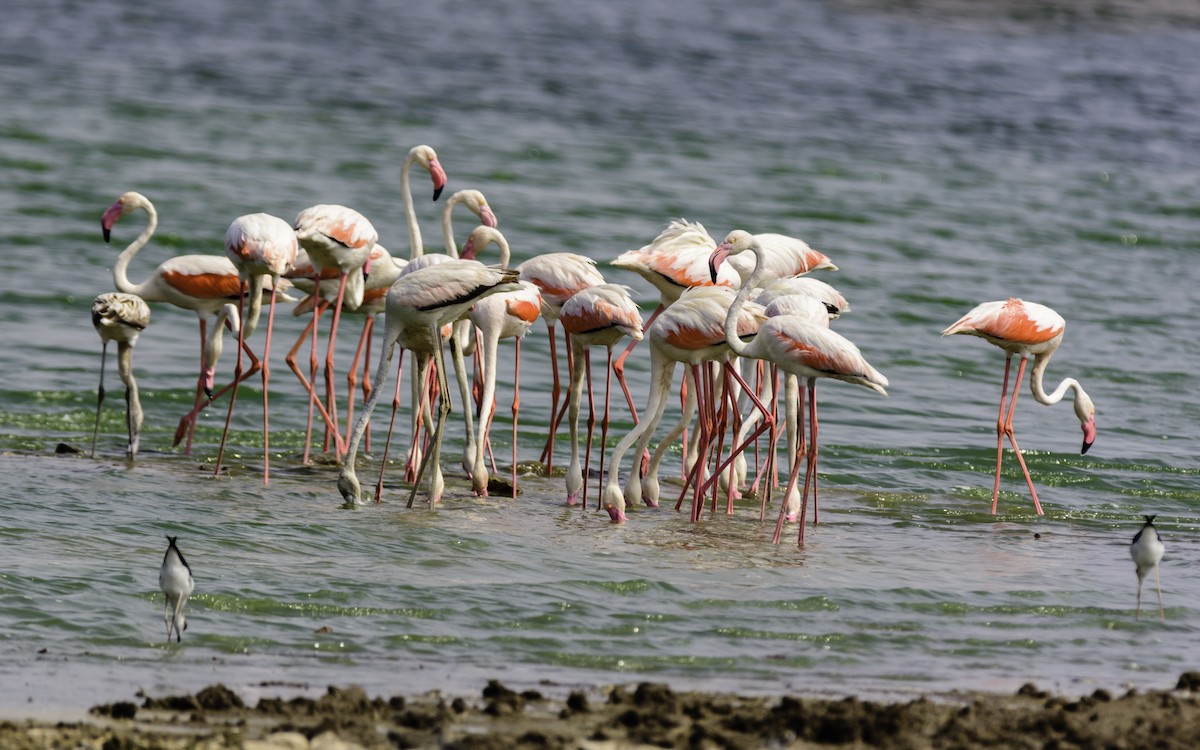 Greater Flamingo - ML116660401