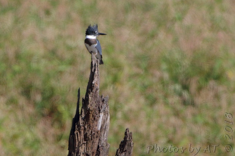 Belted Kingfisher - Allen Smith