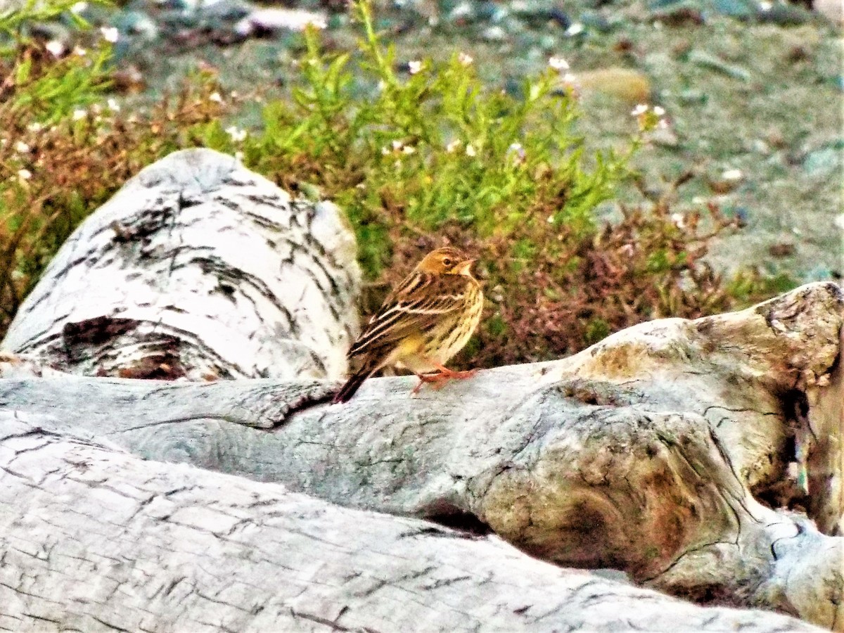Red-throated Pipit - Geoffrey Newell