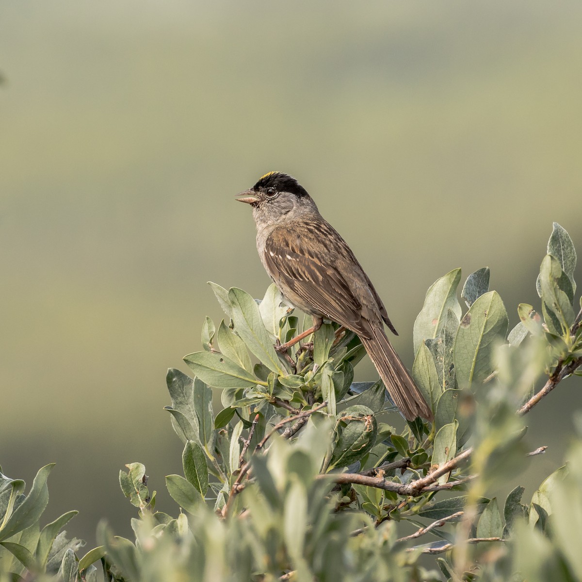 Golden-crowned Sparrow - ML116669501