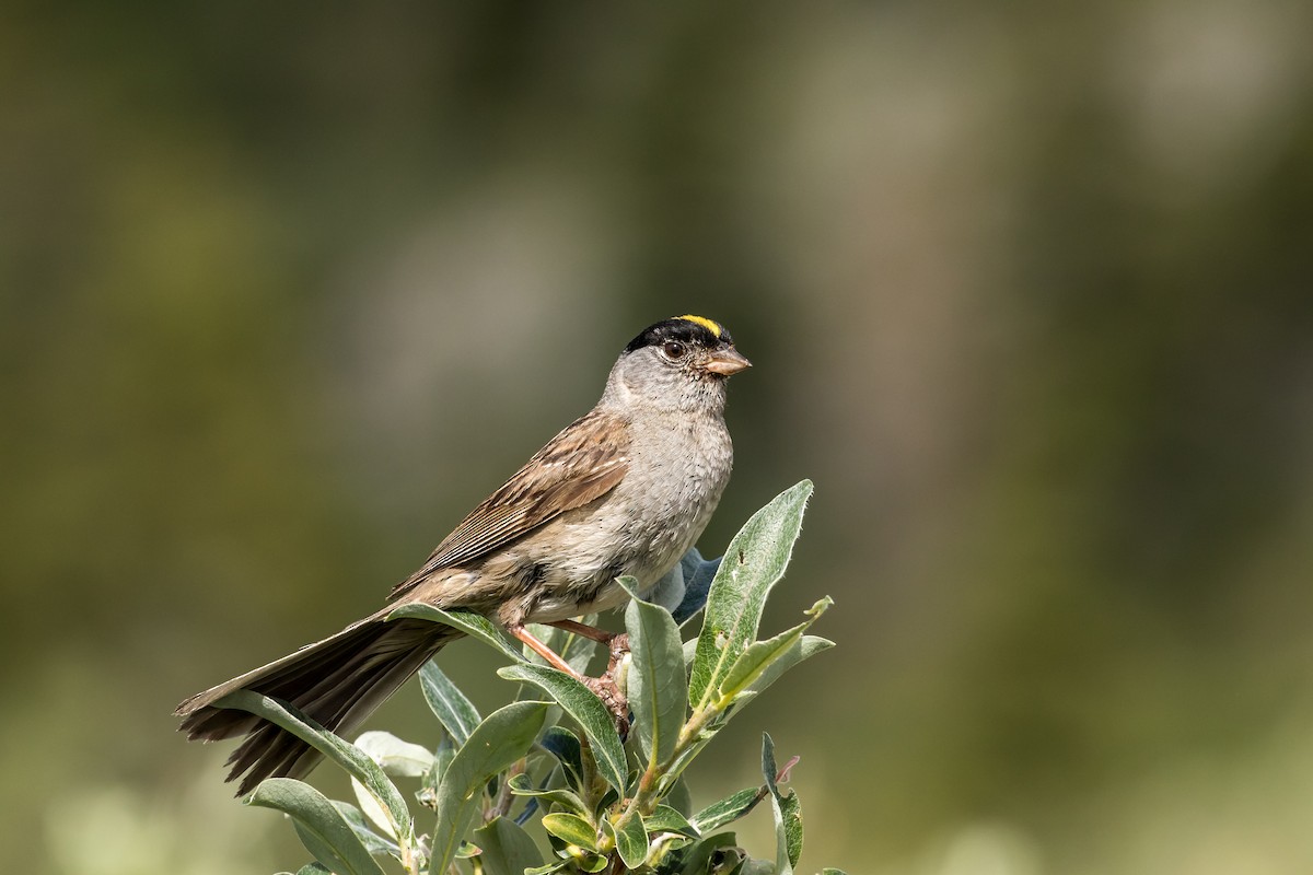 Golden-crowned Sparrow - Robby Kohley