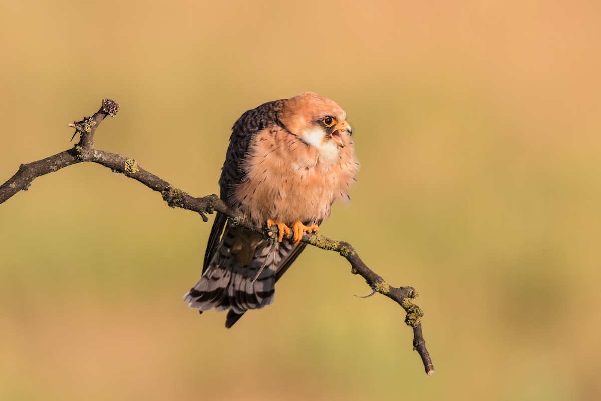Red-footed Falcon - ML116671561