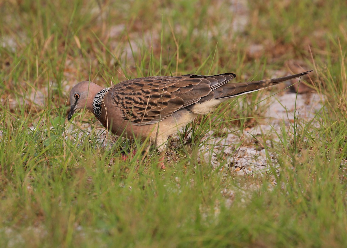 Spotted Dove - ML116672551
