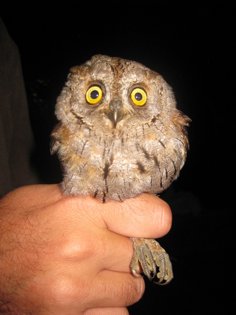 Eurasian Scops-Owl - Raimund Barth