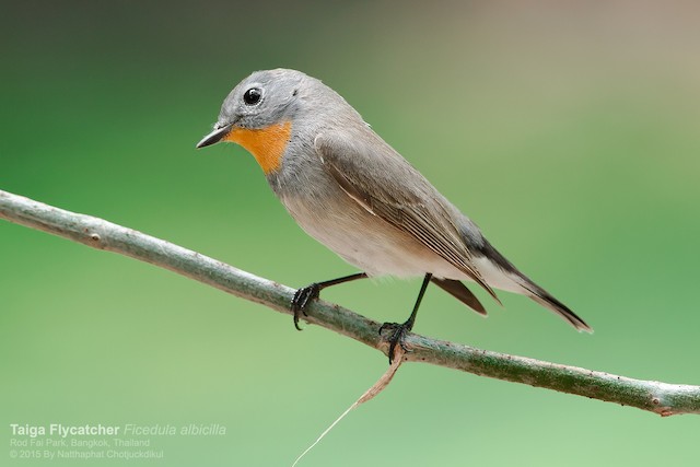 Taiga Flycatcher eBird