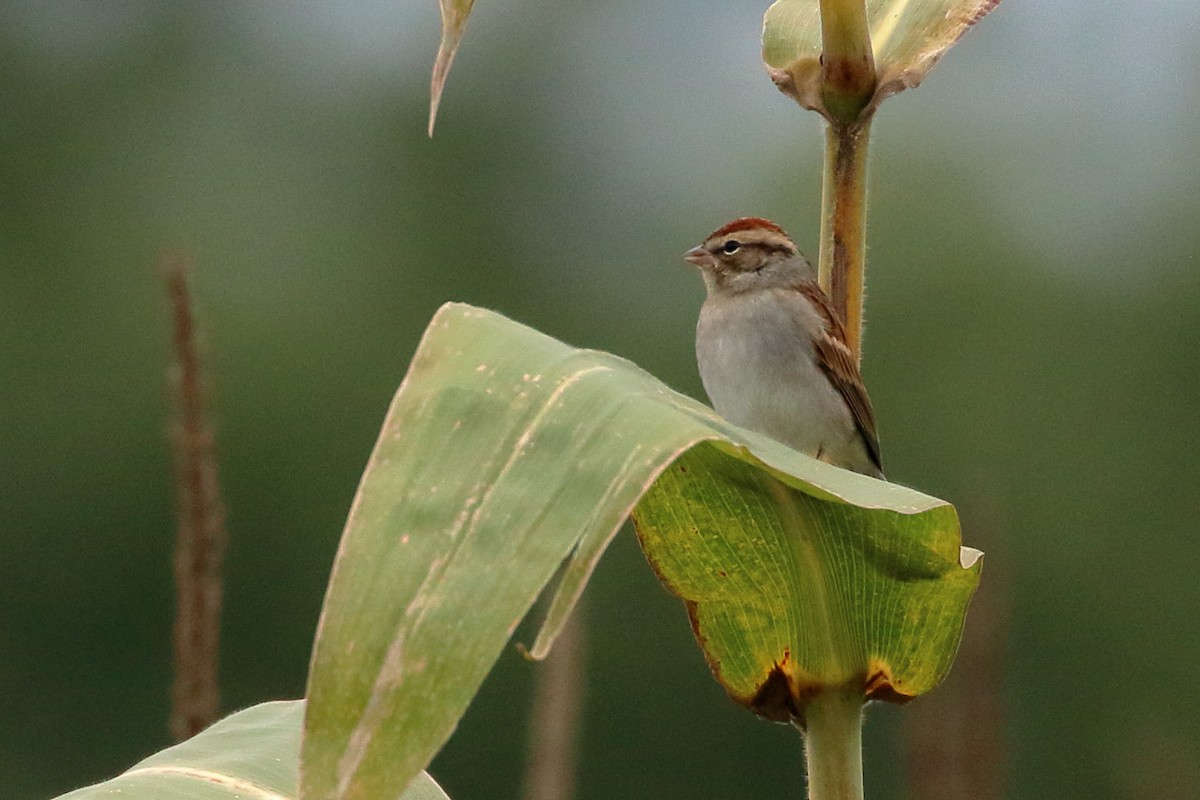 Chipping Sparrow - Seth Beaudreault