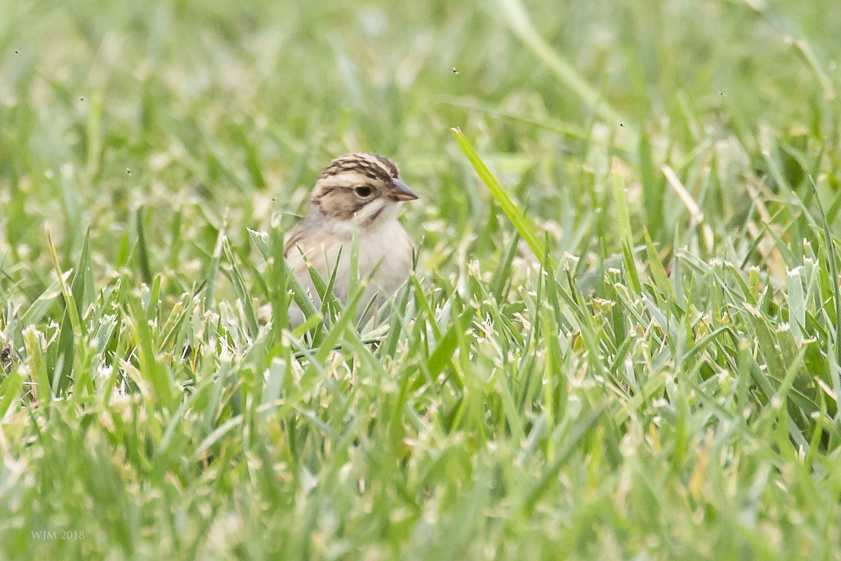 Clay-colored Sparrow - Bill Mittendorff