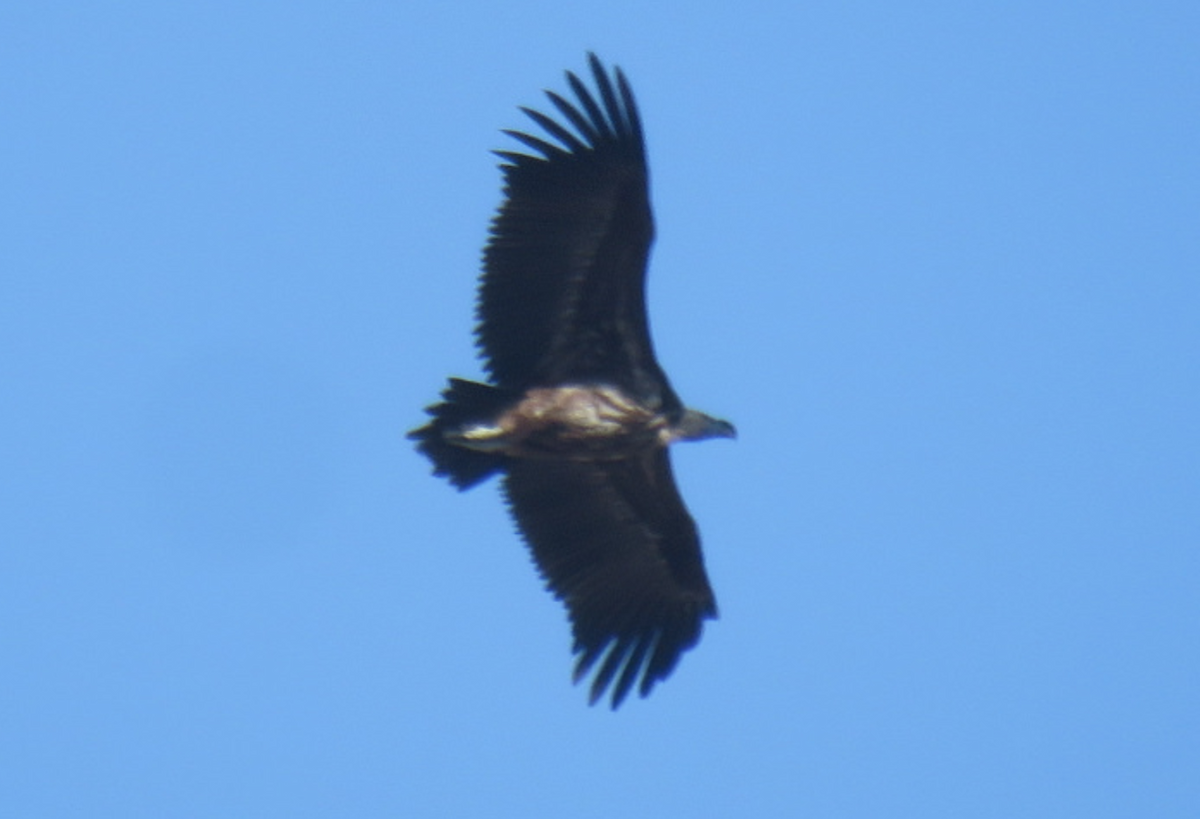 Lappet-faced Vulture - ML116685561