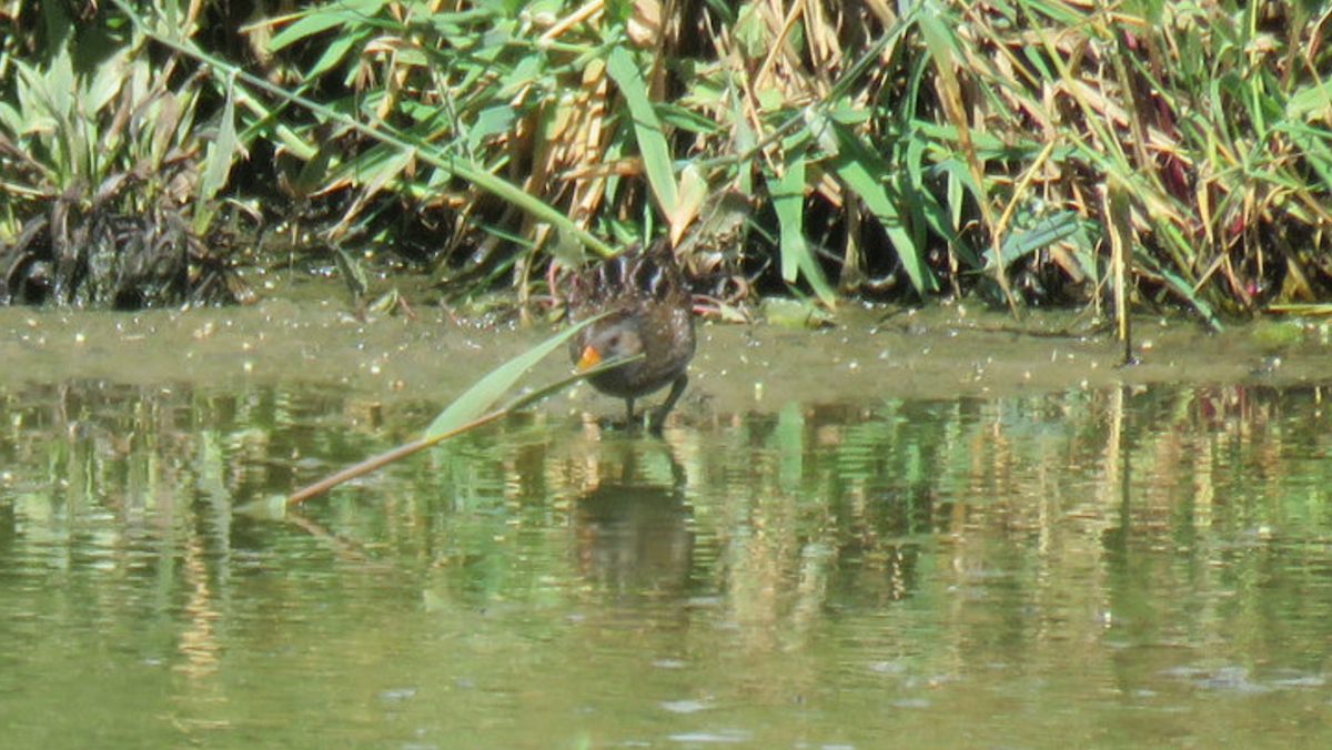 Spotted Crake - James Dee