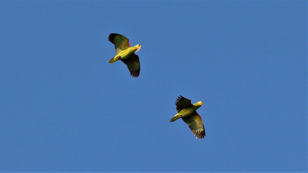 Turquoise-fronted Parrot - ML116686891