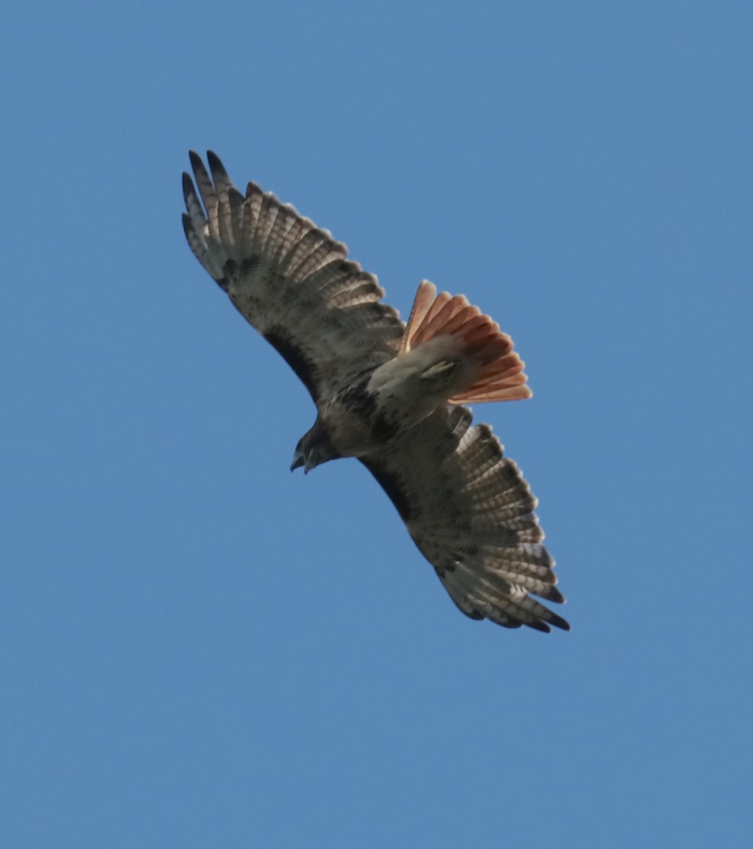 Red-tailed Hawk (abieticola) - Elizabeth Curley
