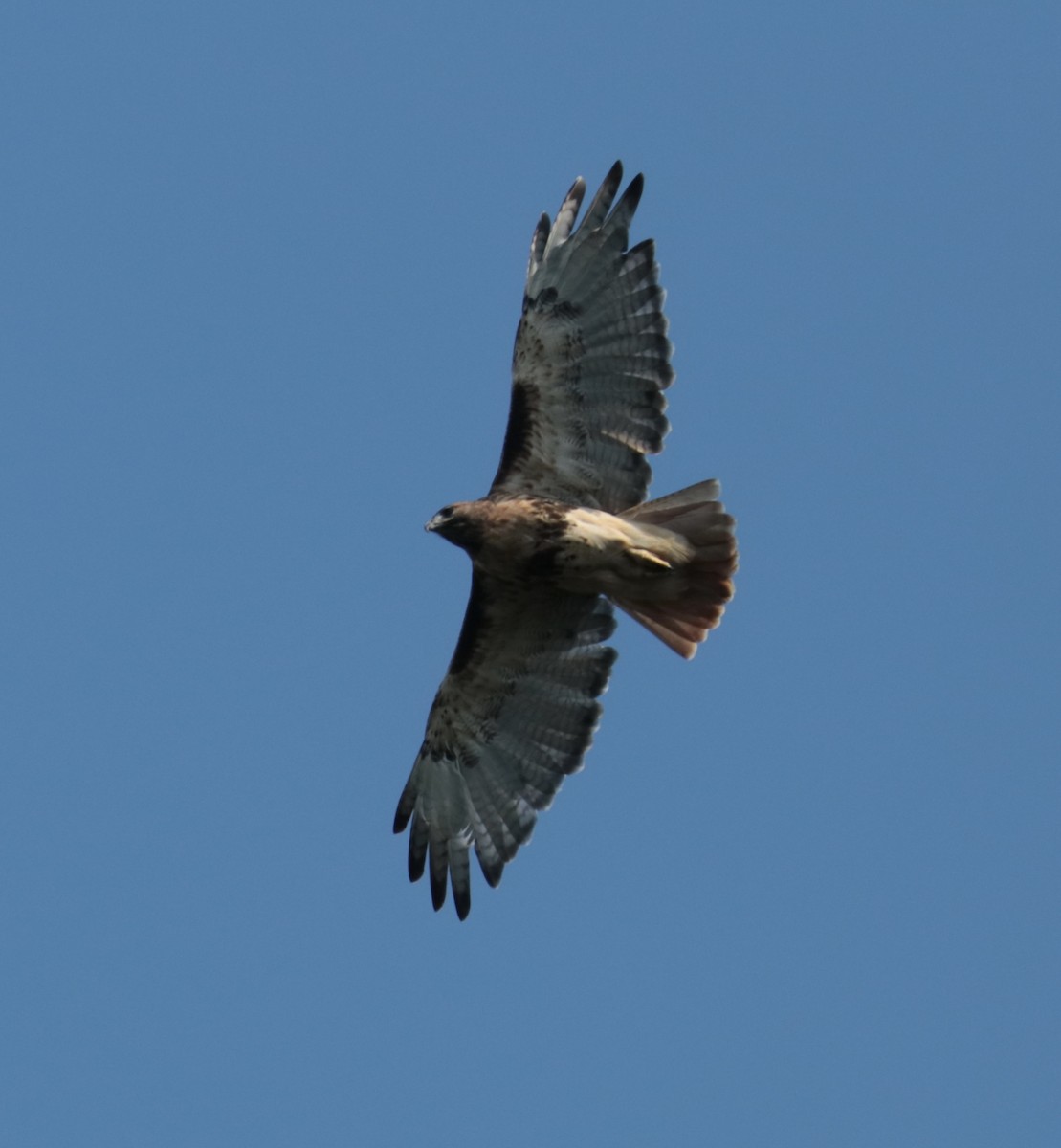 Red-tailed Hawk (abieticola) - Elizabeth Curley
