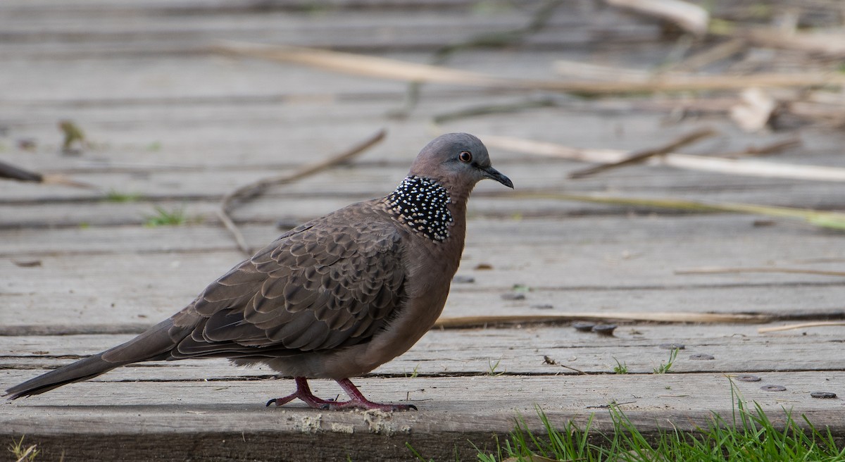 Spotted Dove - ML116688711
