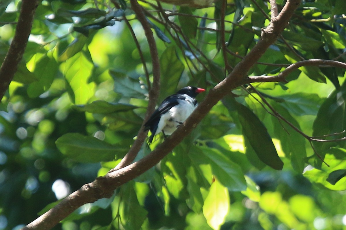 Red-billed Pied Tanager - ML116688921