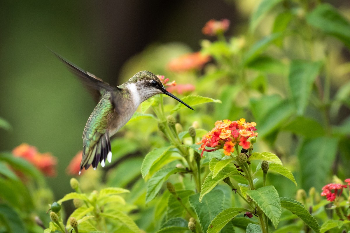 Ruby-throated Hummingbird - ML116690351