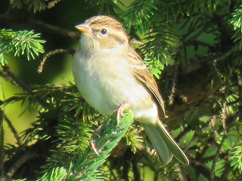 Chipping Sparrow - ML116691471