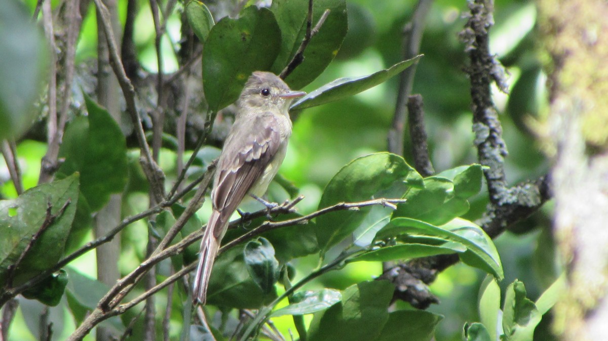 Northern Tropical Pewee - Mónica Pacas