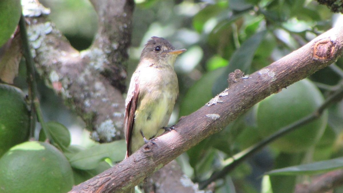 Northern Tropical Pewee - Mónica Pacas