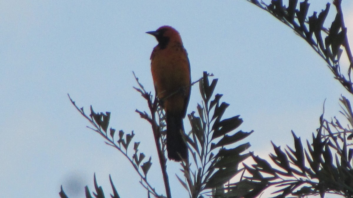Spot-breasted Oriole - ML116696521