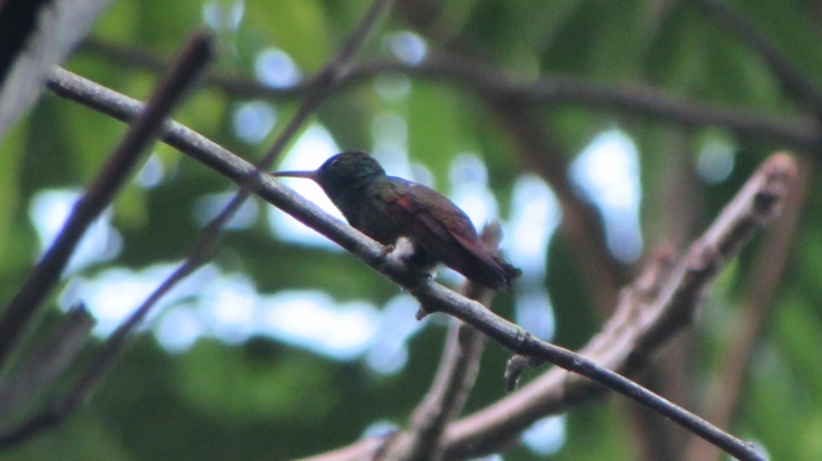 Berylline Hummingbird - Mónica Pacas