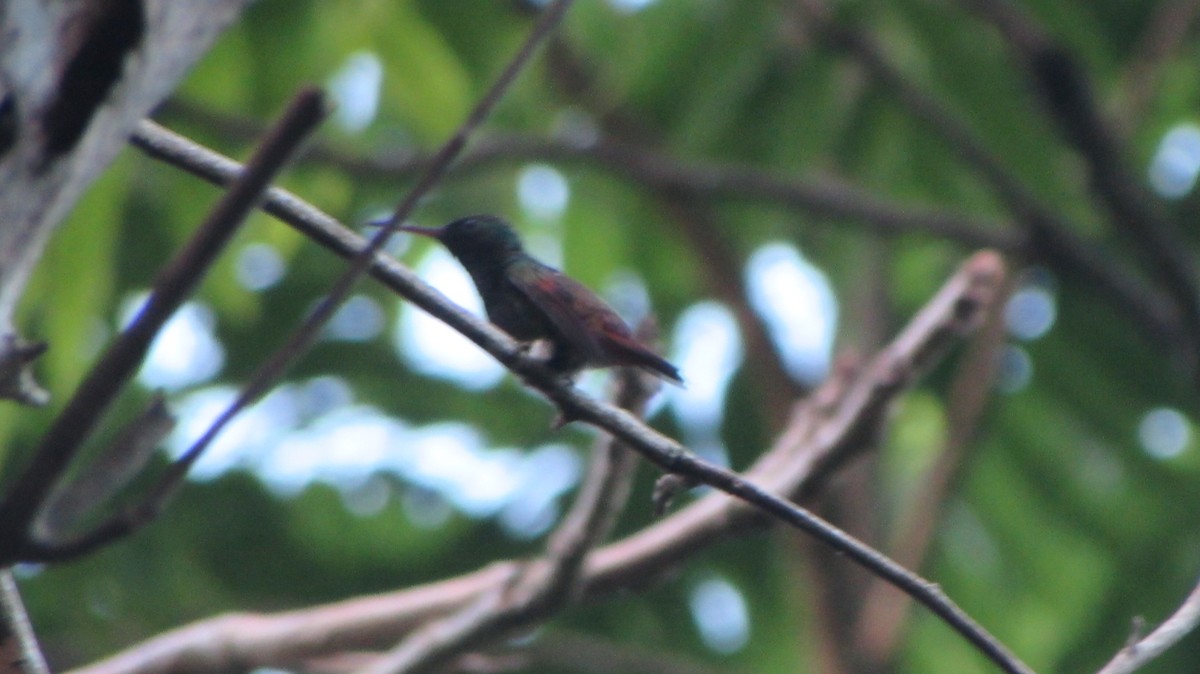 Berylline Hummingbird - ML116696581