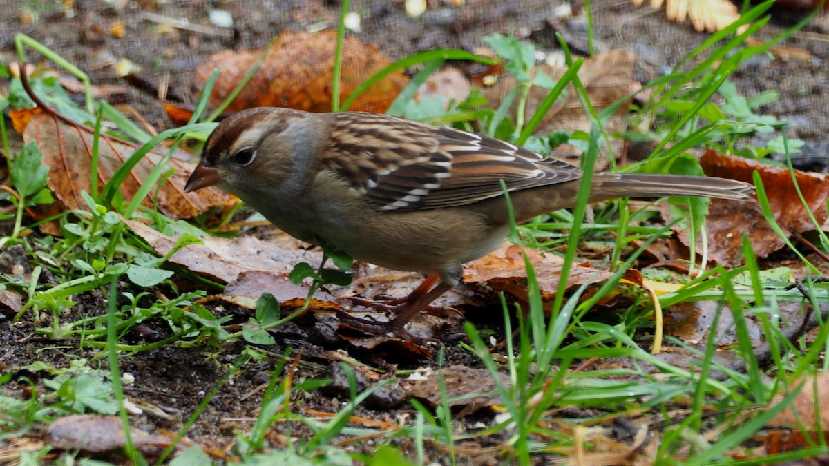 White-crowned Sparrow - ML116696631