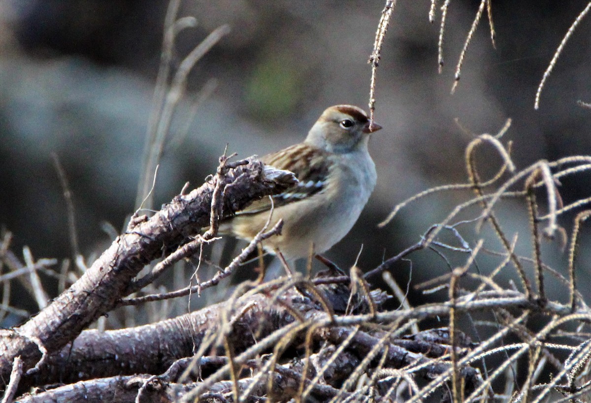 White-crowned Sparrow - ML116698361