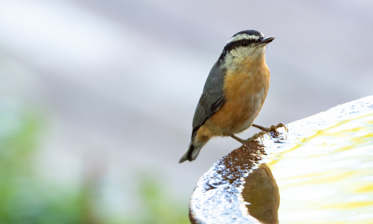 Red-breasted Nuthatch - ML116698511