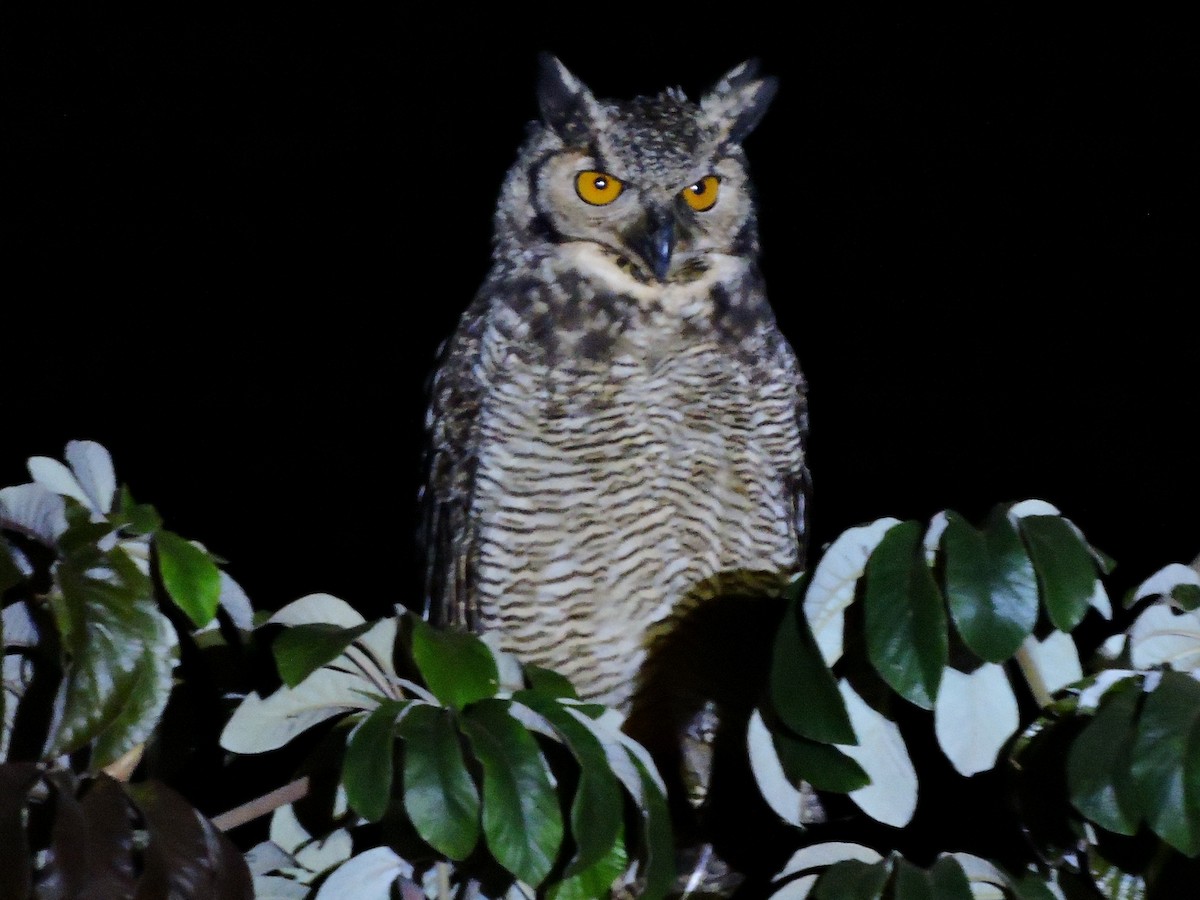 Great Horned Owl - ML116698741
