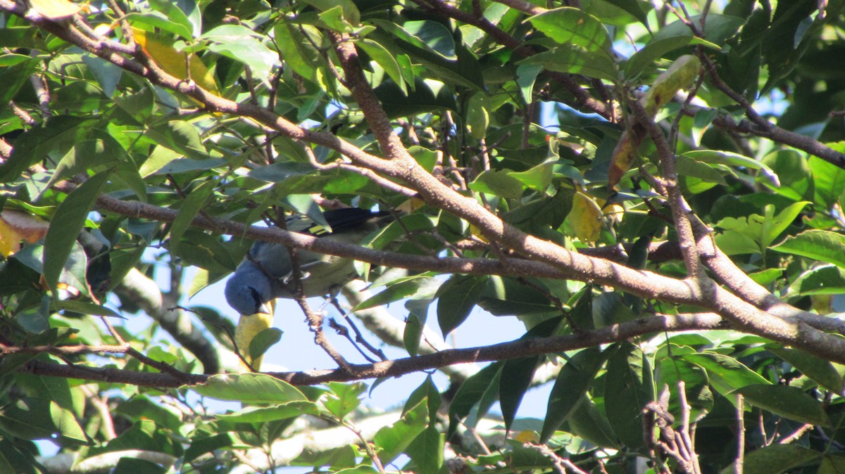 Yellow-winged Tanager - ML116699081