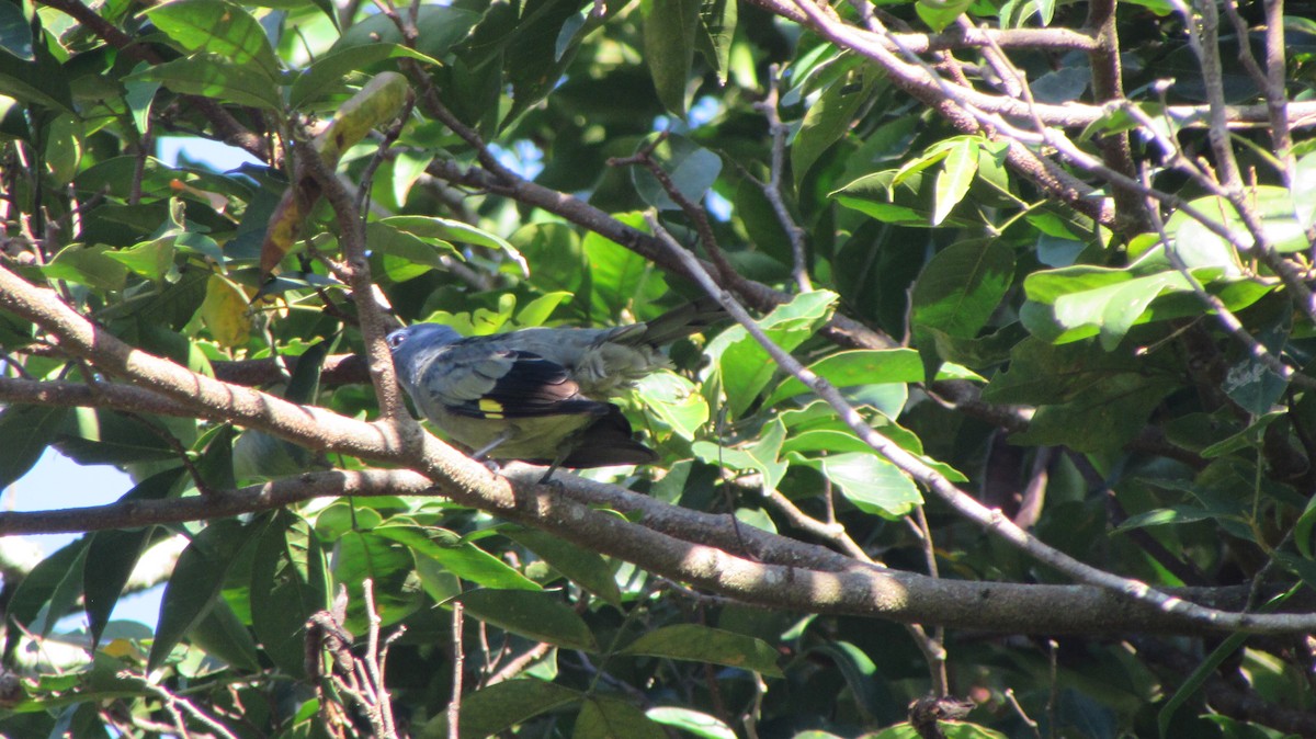 Yellow-winged Tanager - ML116699091