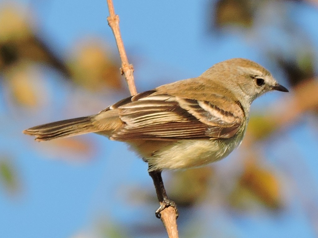 Southern Mouse-colored Tyrannulet - Josi Guimarães