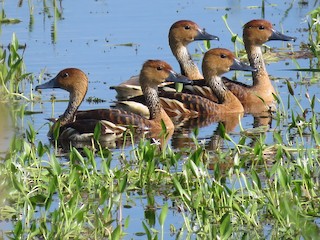 Fulvous Whistling-Duck, ML116699751