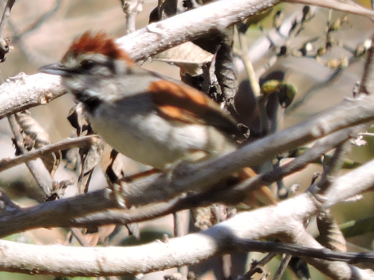 Pale-breasted Spinetail - ML116700261