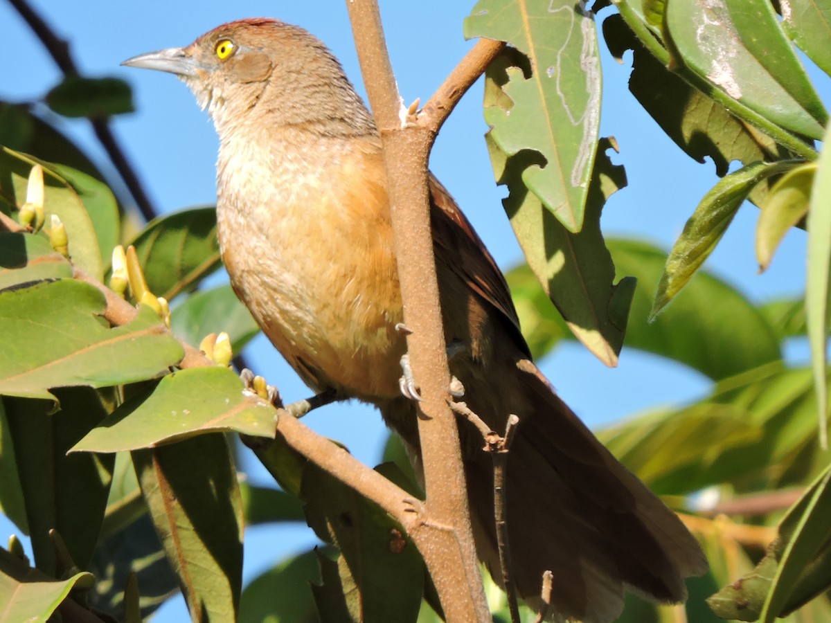 Greater Thornbird - Josi Guimarães