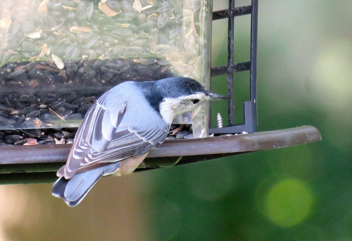 White-breasted Nuthatch - ML116703291