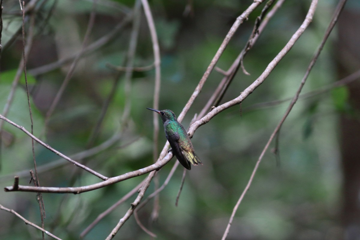 Blue-throated Goldentail - ML116703391