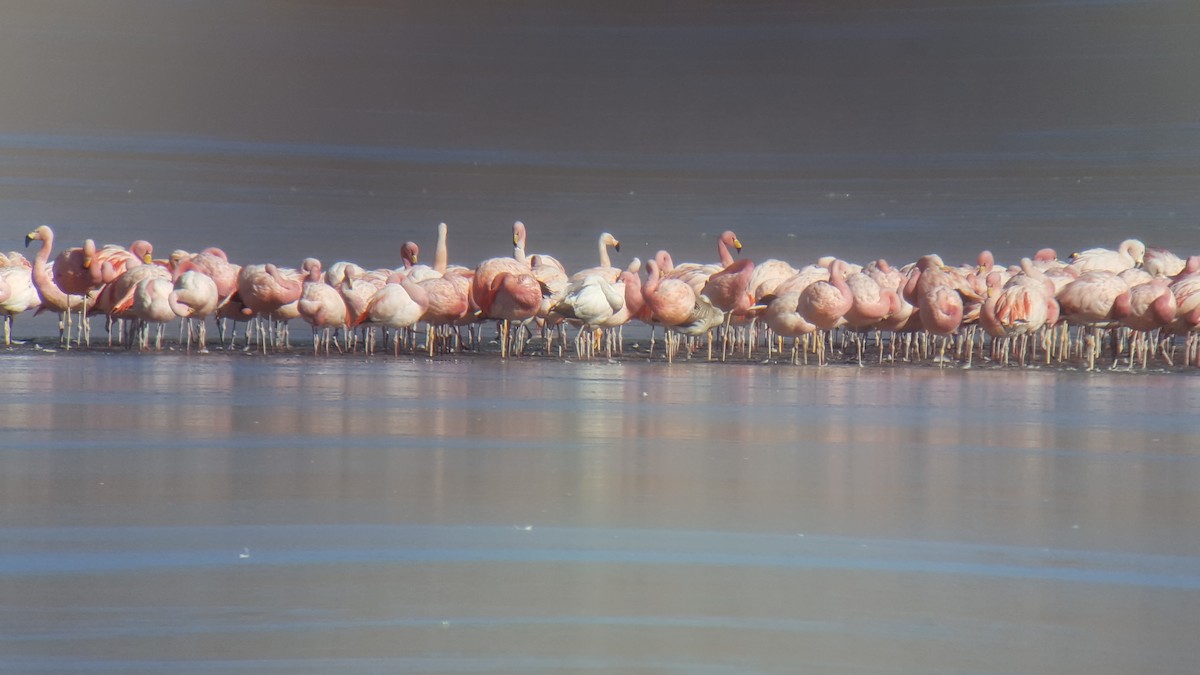 Chilean Flamingo - Tomás Saratscheff
