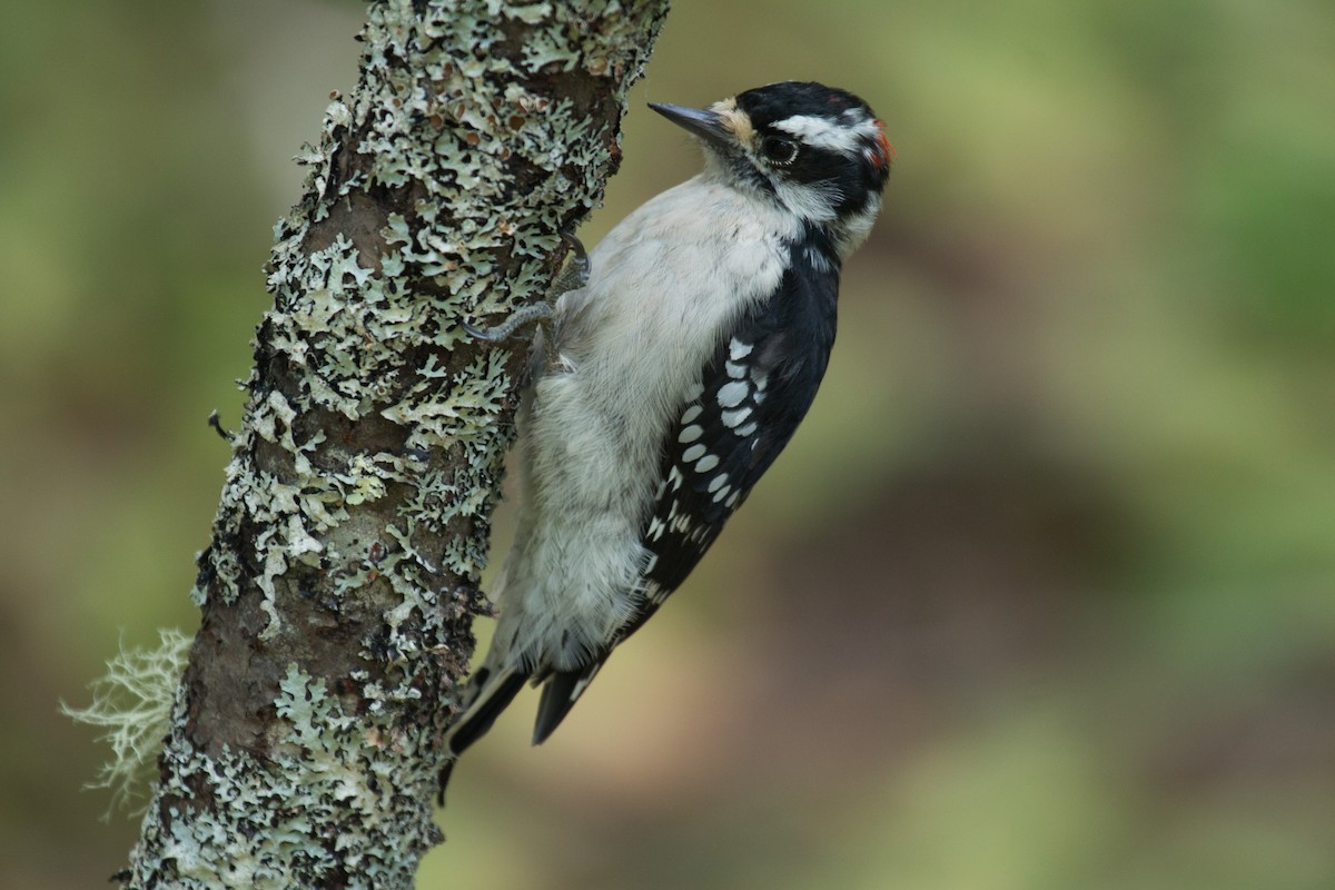 Downy Woodpecker - Mark Dettling