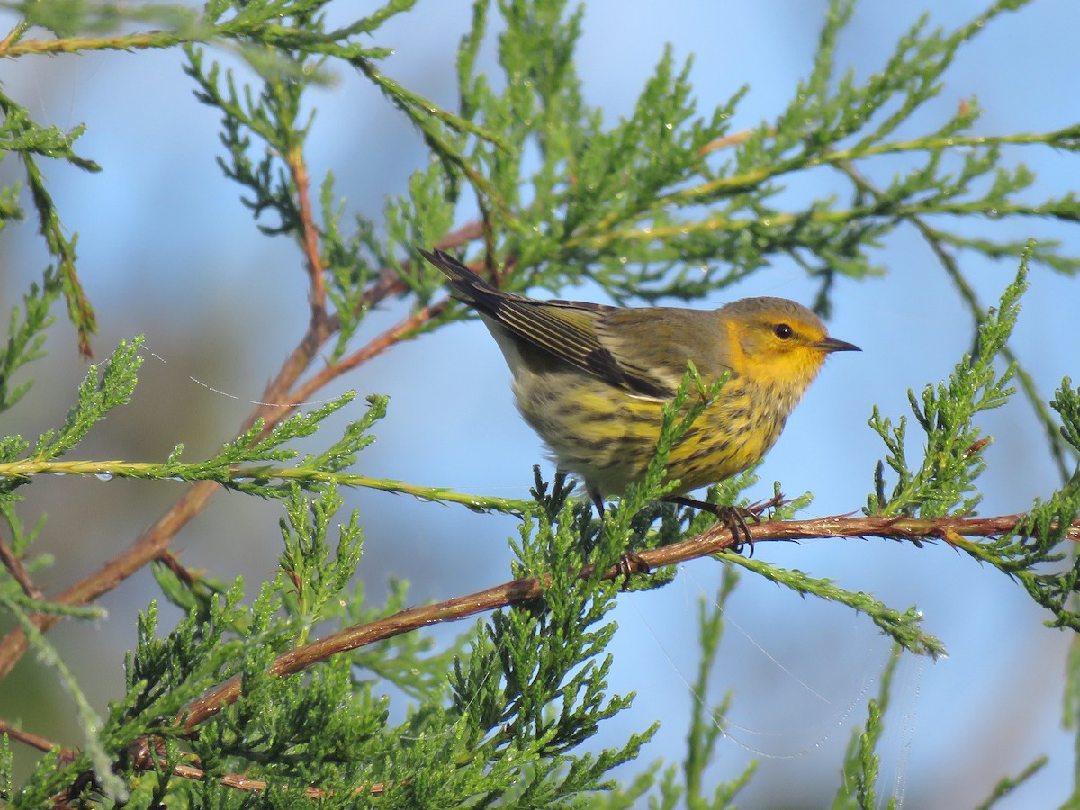 Cape May Warbler - ML116706151