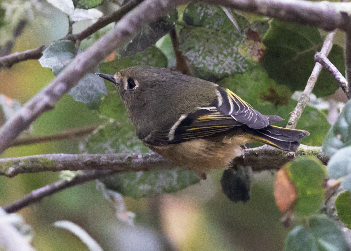 Ruby-crowned Kinglet - Jeanette Stone