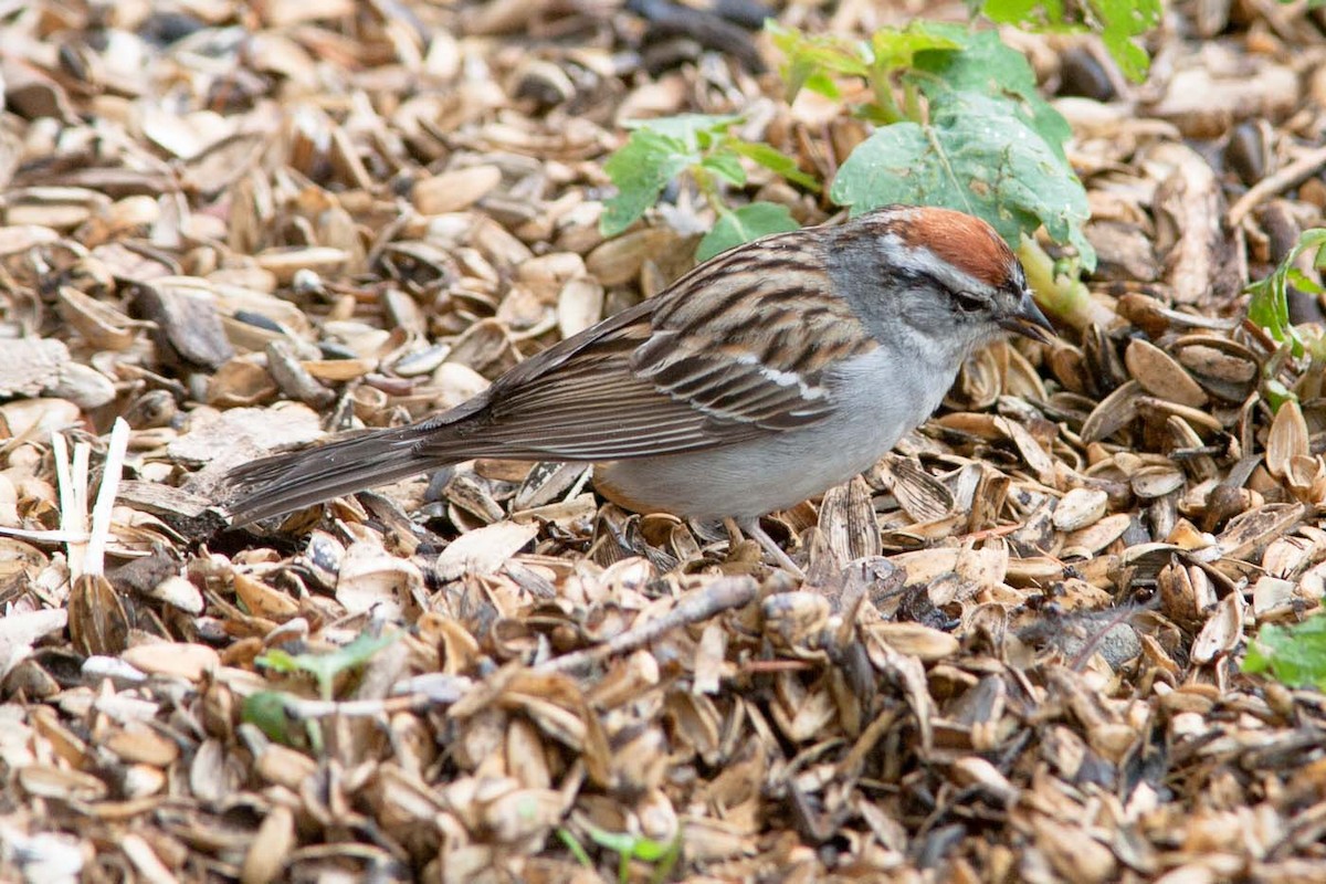 Chipping Sparrow - Niels Poul Dreyer