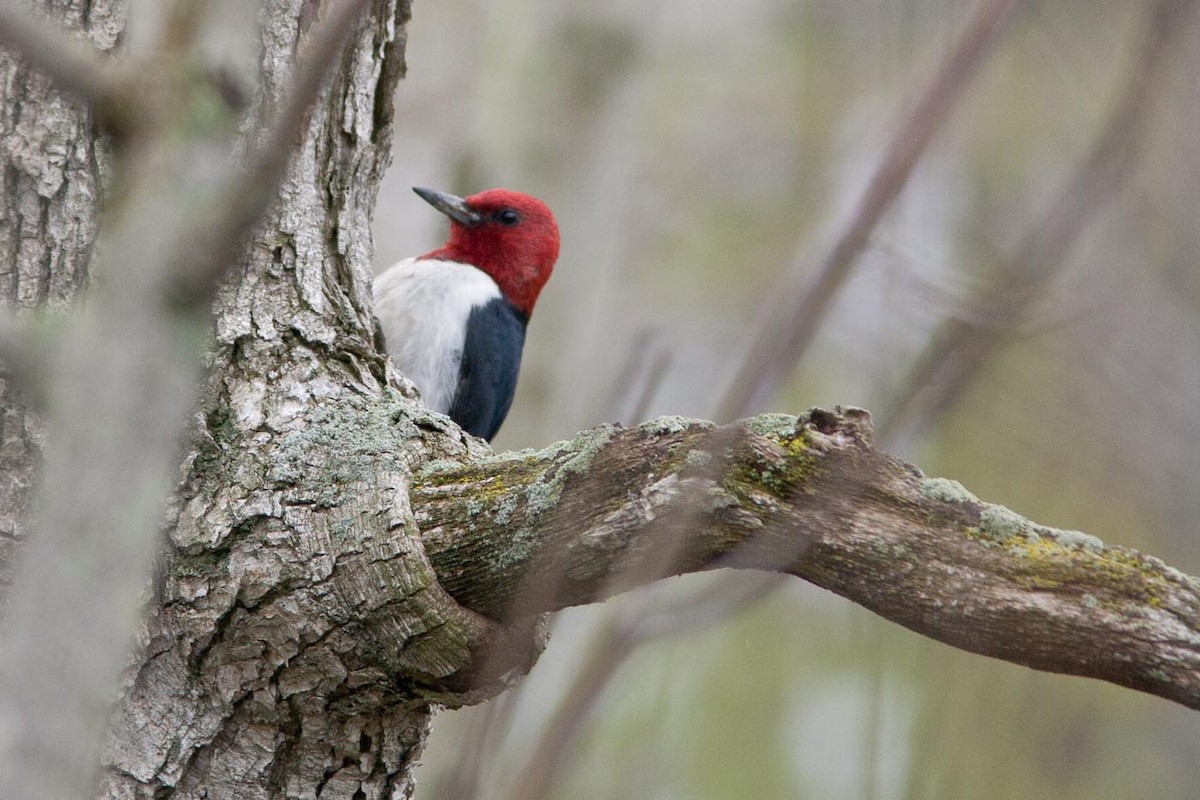 Red-headed Woodpecker - Niels Poul Dreyer