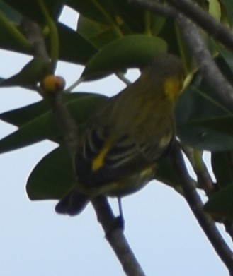 Cape May Warbler - ML116713561