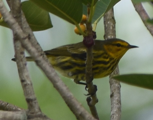 Cape May Warbler - ML116713571
