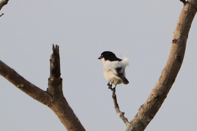 Black-backed Puffback - Susan Drown