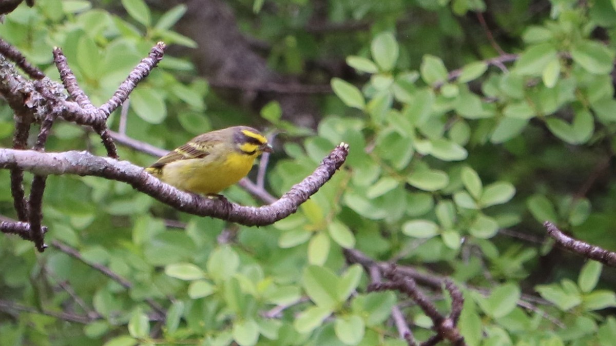 Yellow-fronted Canary - Susan Drown
