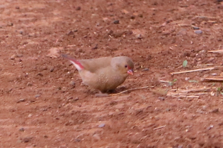 Red-billed Firefinch - Susan Drown